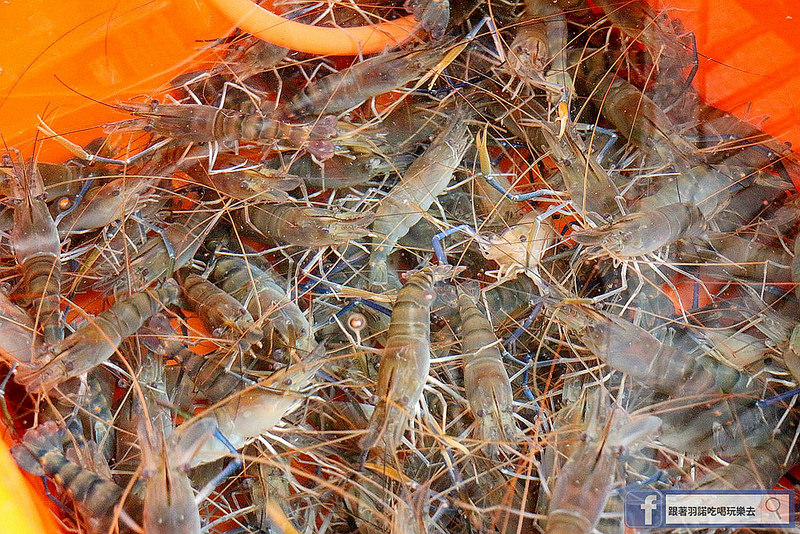 燒蝦大同區延平北路活蝦居酒屋15