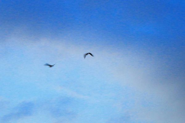 【台北旅遊】水上巴士夏季限定新店溪夜航-倒映在河中的水光雲影