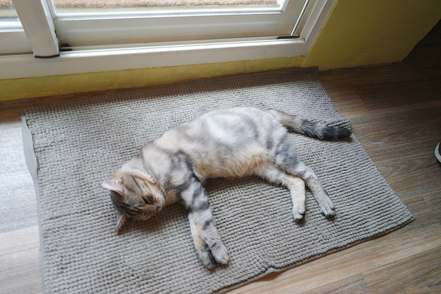 撼動屋喜餅2 (19)