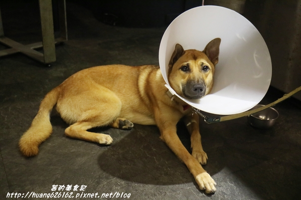 煽烏賊燒烤居酒屋:【新北板橋區】再訪驚豔味蕾的感動滋味『煽烏賊燒烤居酒屋』板橋居酒屋推薦/日式串燒/深夜食堂