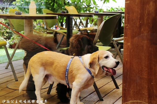 咖啡宴:台北東區不限時咖啡廳『咖啡宴-大安店』手沖咖啡/近微風廣場/寵物友善