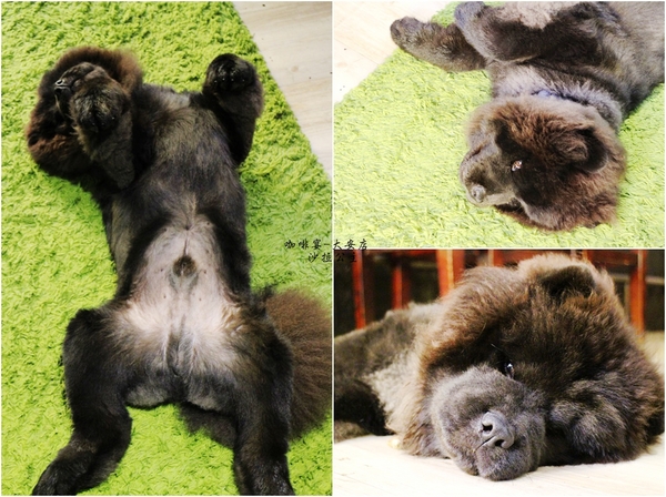 咖啡宴:台北東區不限時咖啡廳『咖啡宴-大安店』手沖咖啡/近微風廣場/寵物友善