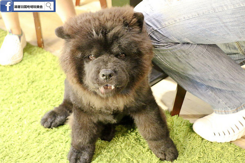 咖啡宴-大安店寵物友善餐廳捷運忠孝復興站手沖咖啡微風廣場062