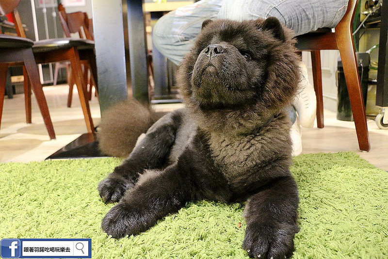 咖啡宴-大安店寵物友善餐廳捷運忠孝復興站手沖咖啡微風廣場070