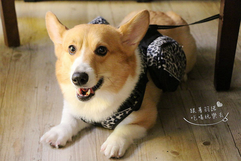 咖啡宴-大安店寵物友善餐廳捷運忠孝復興站手沖咖啡微風廣場126