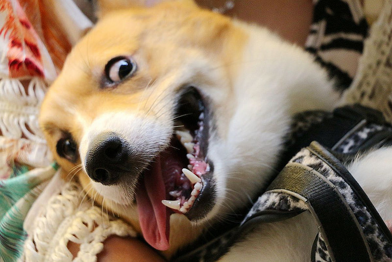 咖啡宴-大安店寵物友善餐廳捷運忠孝復興站手沖咖啡微風廣場191