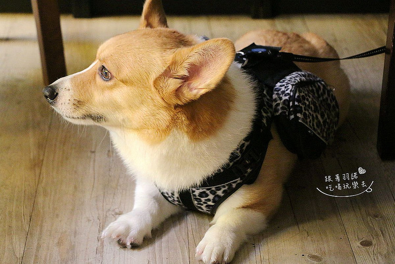 咖啡宴-大安店寵物友善餐廳捷運忠孝復興站手沖咖啡微風廣場120