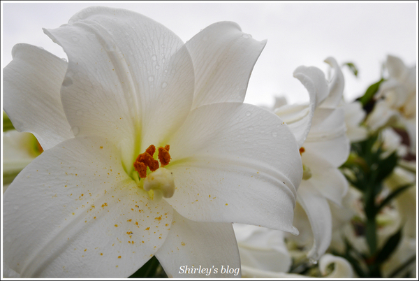 源興居：三芝.源興居百合綻放
