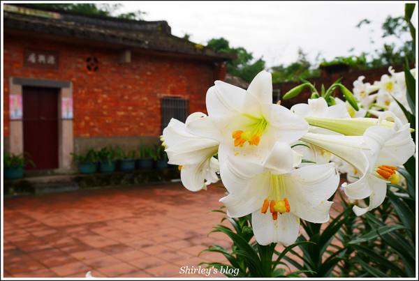 源興居：三芝.源興居百合綻放