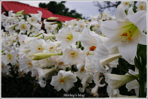 源興居：三芝.源興居百合綻放