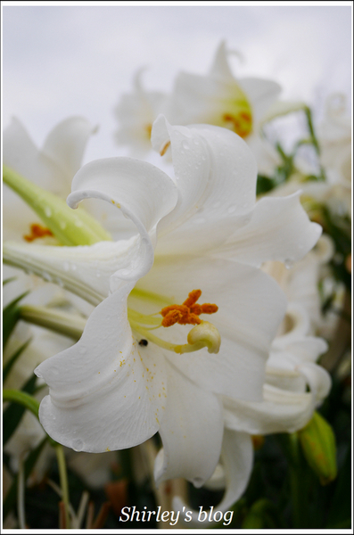 源興居：三芝.源興居百合綻放