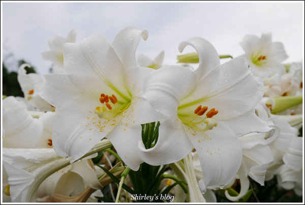 源興居：三芝.源興居百合綻放