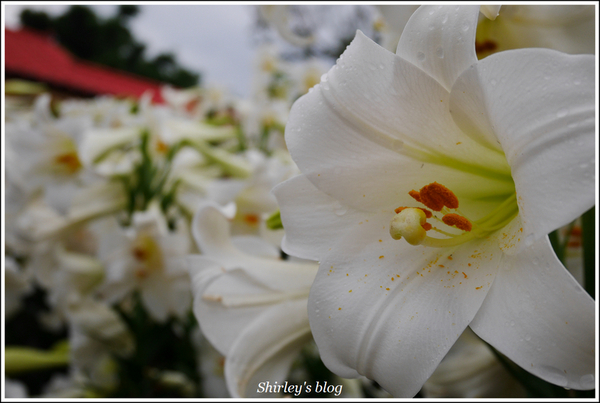 源興居：三芝.源興居百合綻放