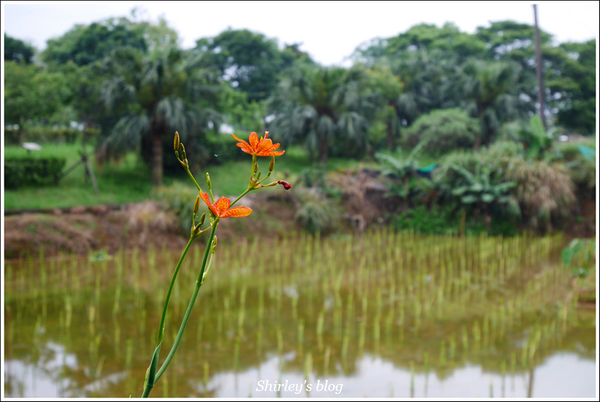 源興居：三芝.源興居百合綻放