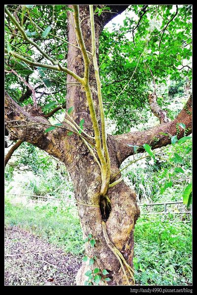 20151205北市山水綠生態公園19