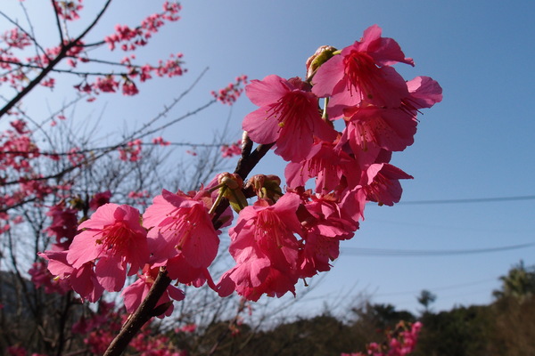三芝櫻花季:【新北三芝】賞櫻季節又到囉!三芝的櫻花也開了不少,超美!