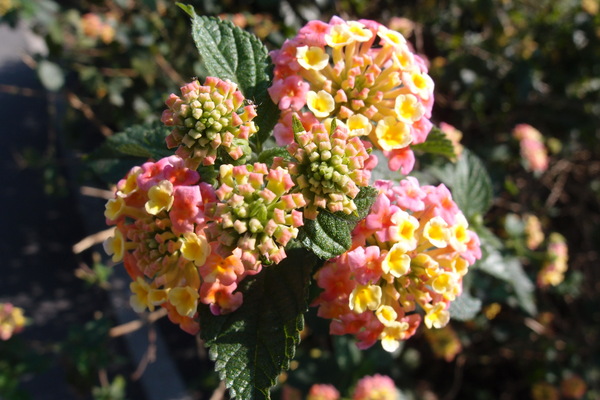 三芝櫻花季:【新北三芝】賞櫻季節又到囉!三芝的櫻花也開了不少,超美!