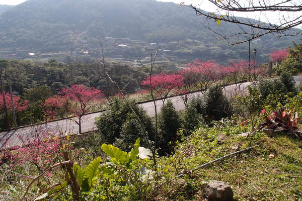 三芝櫻花季:【新北三芝】賞櫻季節又到囉!三芝的櫻花也開了不少,超美!