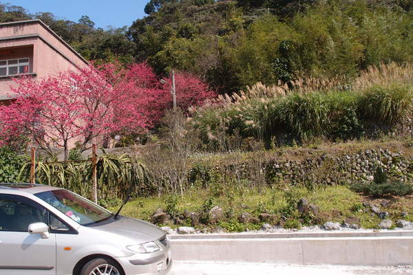 三芝櫻花季:【新北三芝】賞櫻季節又到囉!三芝的櫻花也開了不少,超美!