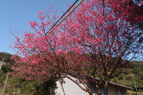 三芝櫻花季:【新北三芝】賞櫻季節又到囉!三芝的櫻花也開了不少,超美!