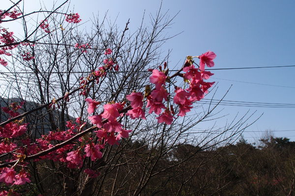 三芝櫻花季:【新北三芝】賞櫻季節又到囉!三芝的櫻花也開了不少,超美!