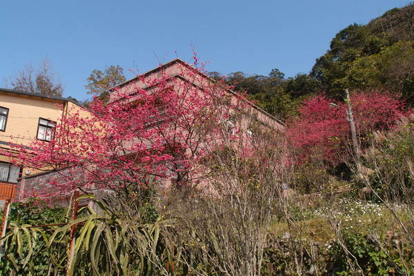 三芝櫻花季:【新北三芝】賞櫻季節又到囉!三芝的櫻花也開了不少,超美!