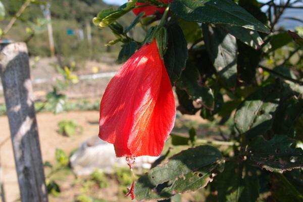 三芝櫻花季:【新北三芝】賞櫻季節又到囉!三芝的櫻花也開了不少,超美!