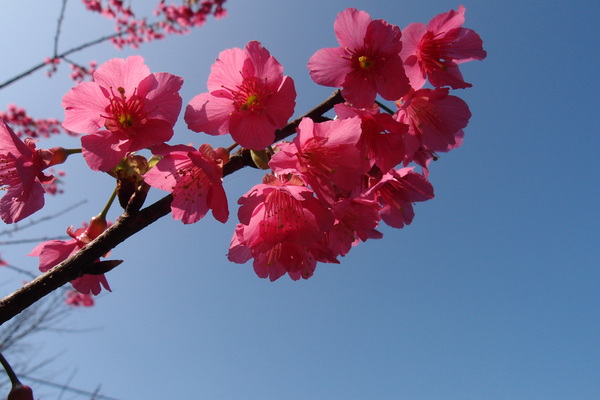 三芝櫻花季:【新北三芝】賞櫻季節又到囉!三芝的櫻花也開了不少,超美!