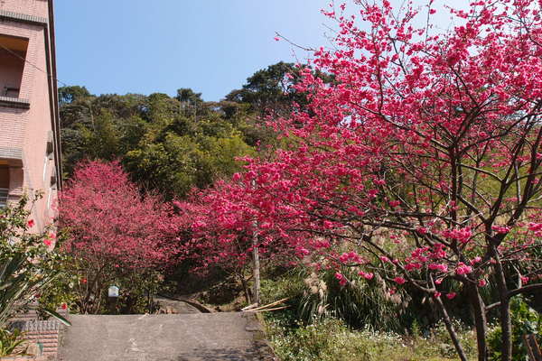 三芝櫻花季:【新北三芝】賞櫻季節又到囉!三芝的櫻花也開了不少,超美!