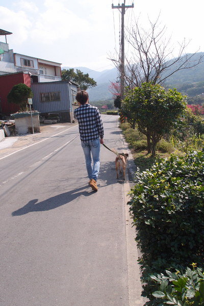 三芝櫻花季:【新北三芝】賞櫻季節又到囉!三芝的櫻花也開了不少,超美!