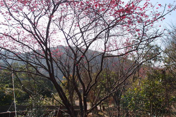 三芝櫻花季:【新北三芝】賞櫻季節又到囉!三芝的櫻花也開了不少,超美!