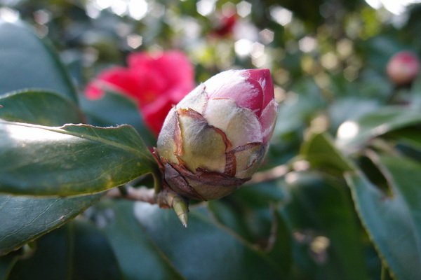 三芝櫻花季:【新北三芝】賞櫻季節又到囉!三芝的櫻花也開了不少,超美!