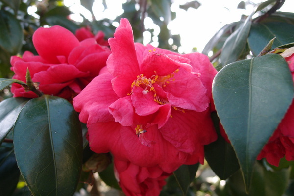 三芝櫻花季:【新北三芝】賞櫻季節又到囉!三芝的櫻花也開了不少,超美!