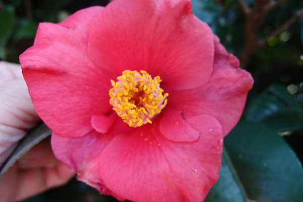 三芝櫻花季:【新北三芝】賞櫻季節又到囉!三芝的櫻花也開了不少,超美!