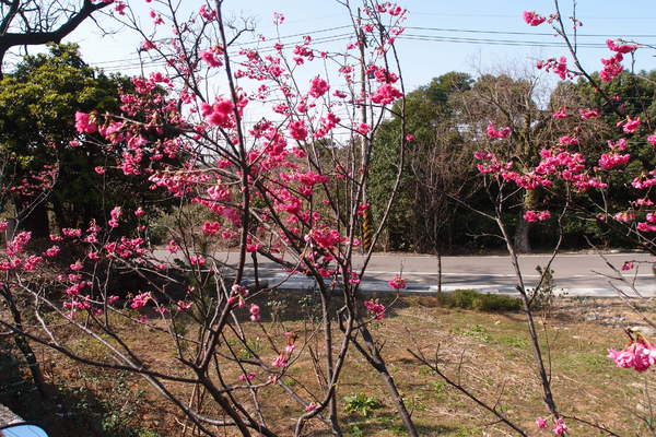 三芝櫻花季:【新北三芝】賞櫻季節又到囉!三芝的櫻花也開了不少,超美!