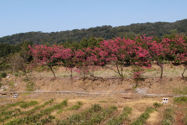 三芝櫻花季:【新北三芝】賞櫻季節又到囉!三芝的櫻花也開了不少,超美!