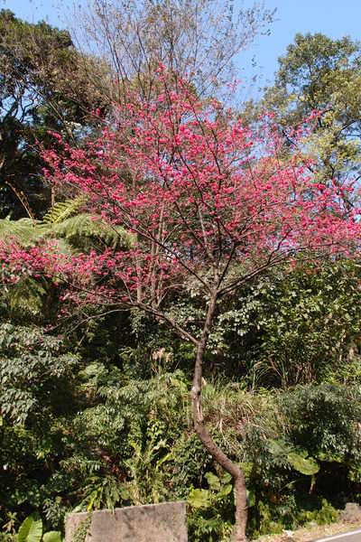 三芝櫻花季:【新北三芝】賞櫻季節又到囉!三芝的櫻花也開了不少,超美!