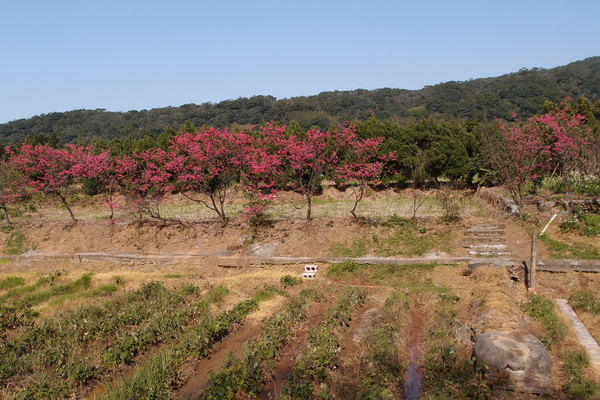 三芝櫻花季:【新北三芝】賞櫻季節又到囉!三芝的櫻花也開了不少,超美!