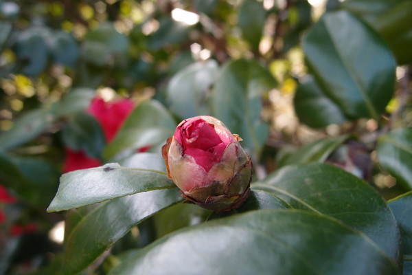 三芝櫻花季:【新北三芝】賞櫻季節又到囉!三芝的櫻花也開了不少,超美!