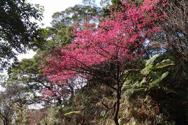 三芝櫻花季:【新北三芝】賞櫻季節又到囉!三芝的櫻花也開了不少,超美!