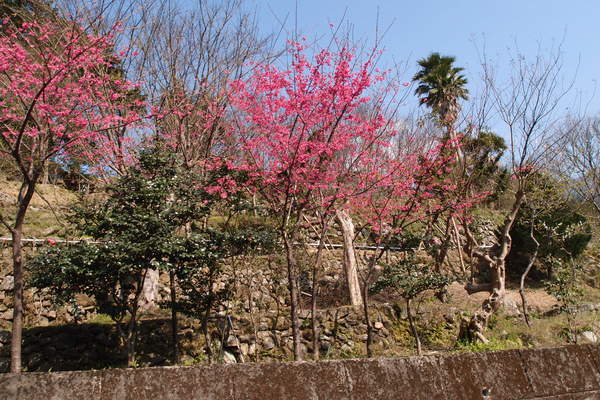 三芝櫻花季:【新北三芝】賞櫻季節又到囉!三芝的櫻花也開了不少,超美!