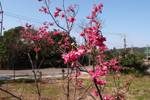 三芝櫻花季:【新北三芝】賞櫻季節又到囉!三芝的櫻花也開了不少,超美!