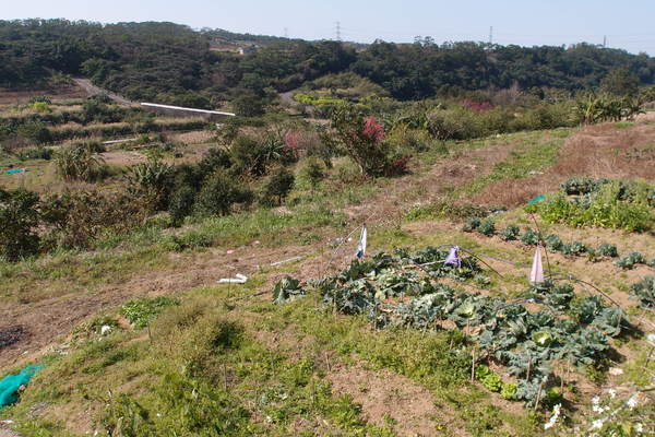 三芝櫻花季:【新北三芝】賞櫻季節又到囉!三芝的櫻花也開了不少,超美!