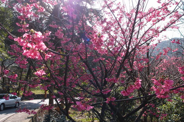 三芝櫻花季:【新北三芝】賞櫻季節又到囉!三芝的櫻花也開了不少,超美!