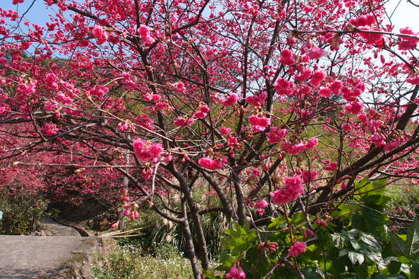 三芝櫻花季:【新北三芝】賞櫻季節又到囉!三芝的櫻花也開了不少,超美!