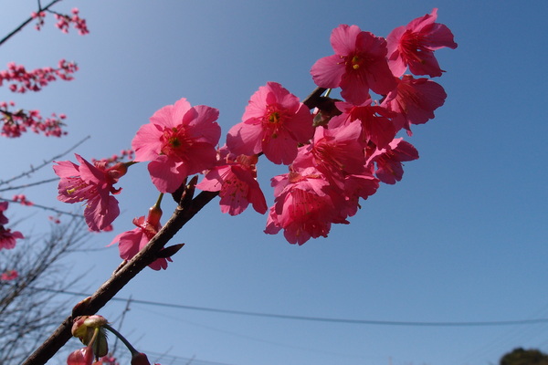三芝櫻花季:【新北三芝】賞櫻季節又到囉!三芝的櫻花也開了不少,超美!