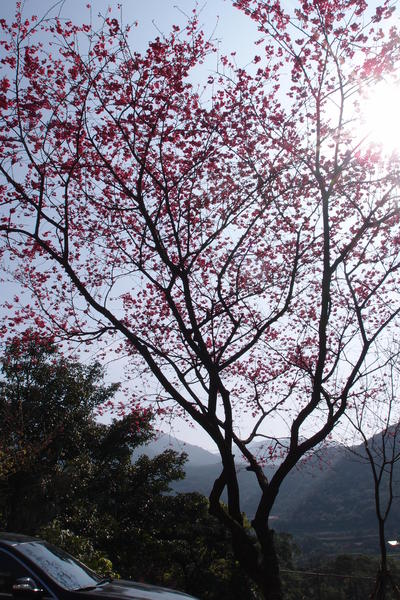 三芝櫻花季:【新北三芝】賞櫻季節又到囉!三芝的櫻花也開了不少,超美!