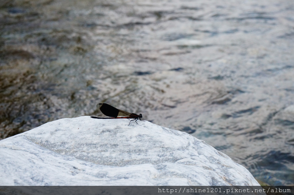 花蓮旅遊景點 米亞丸溪 鯉魚潭周邊親子旅遊景點踏溪戲水 花蓮玩水
