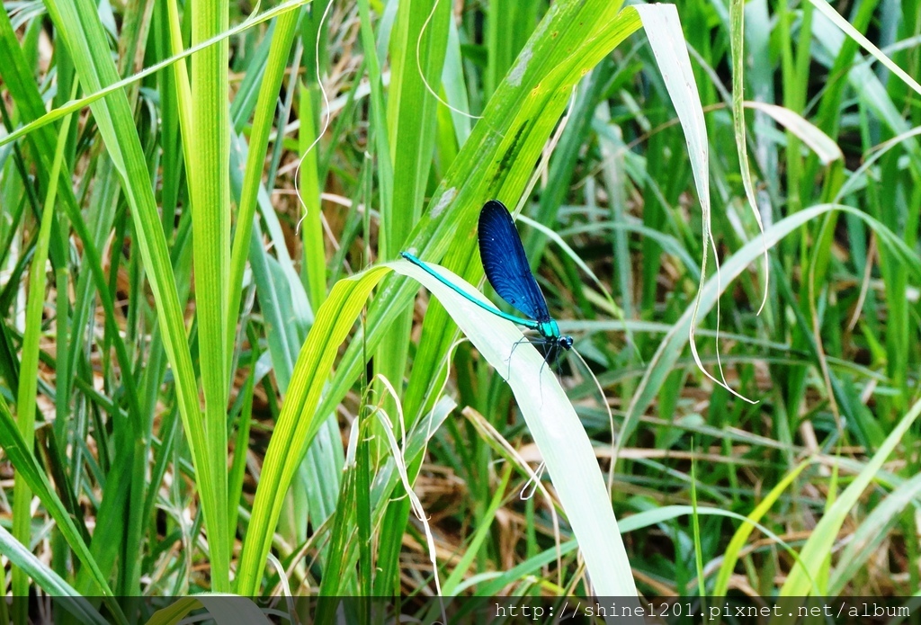 花蓮旅遊景點 米亞丸溪 鯉魚潭周邊親子旅遊景點踏溪戲水 花蓮玩水