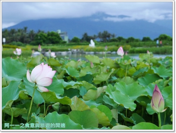 台開心農場:花蓮 台開心農場~探訪花蓮溪口的美麗祕境
